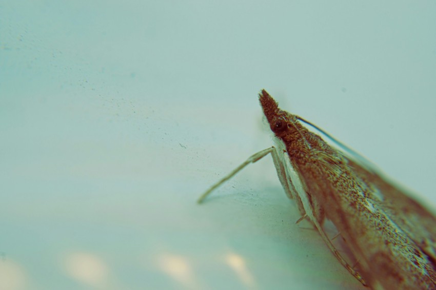 a close up of a mosquito on a white surface BJ9