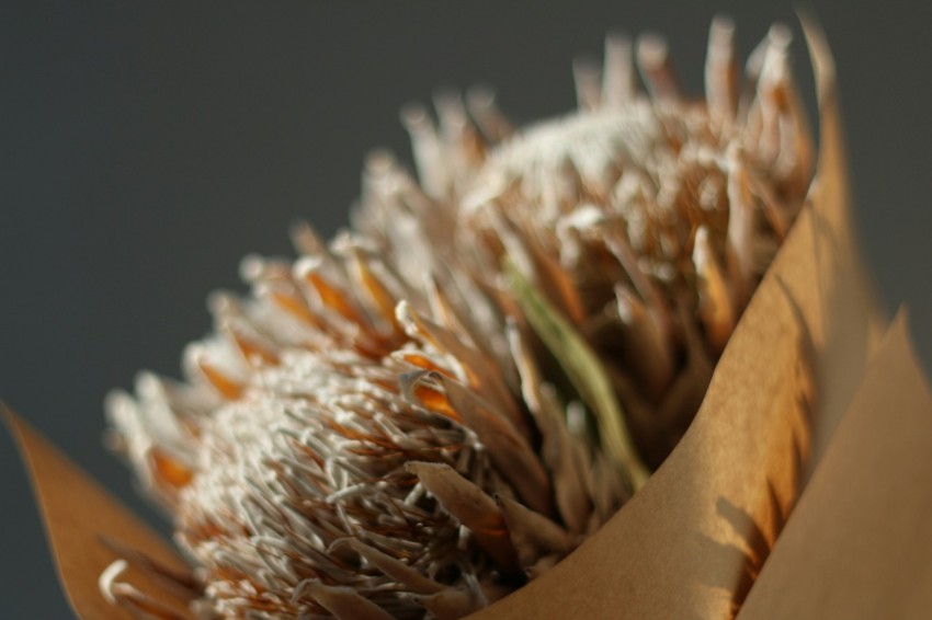 a close up of a flower on a table