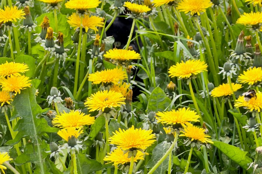 a black cat sitting in the middle of a field of dandelions 6QitKCE