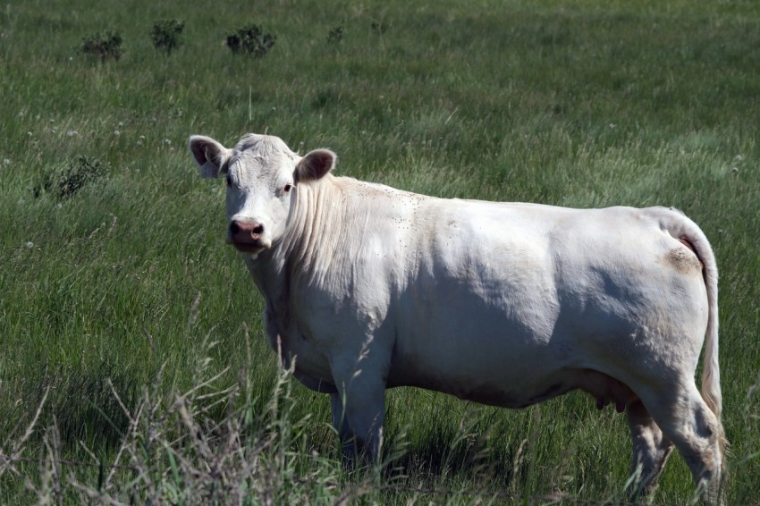 a white cow standing in a grassy field T6q