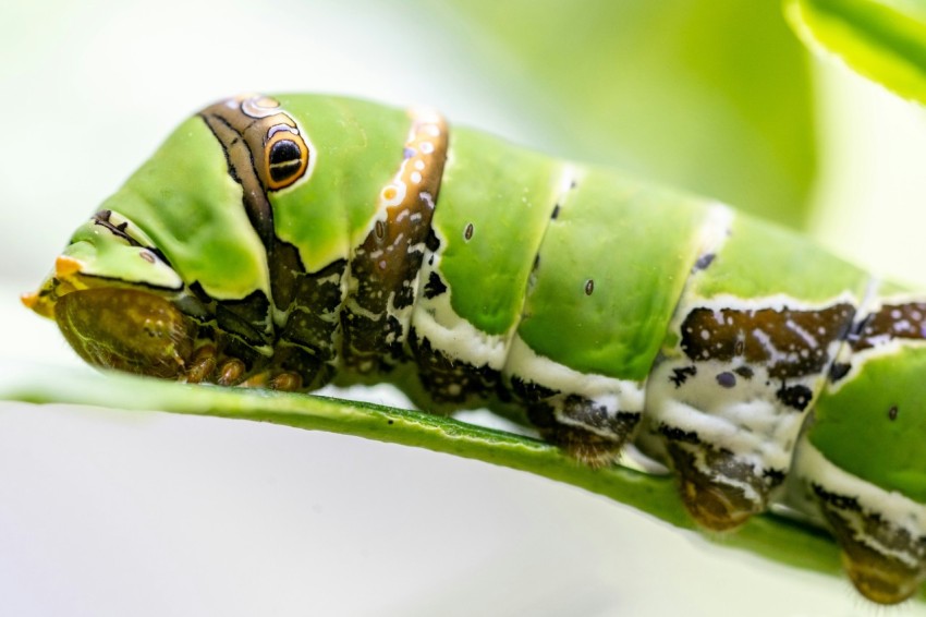 a close up of a caterpillar on a leaf