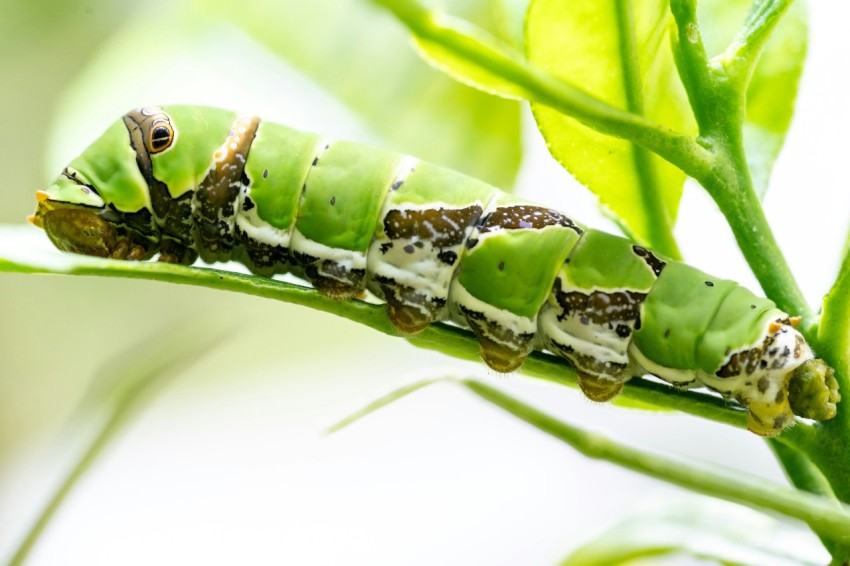 a close up of a caterpillar on a plant