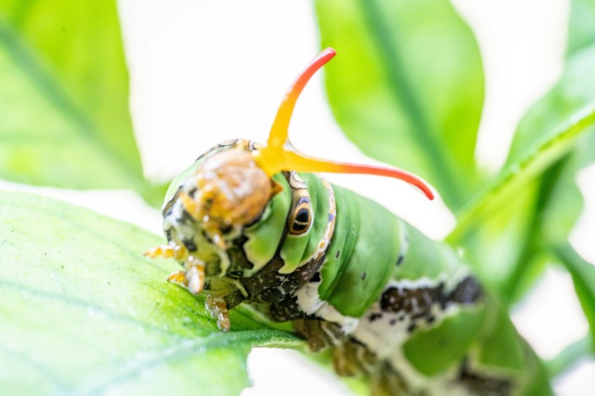 a close up of a caterpillar on a leaf 6Q