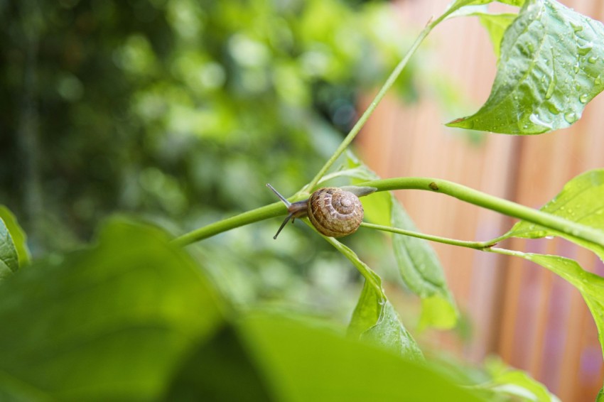 a snail crawling on a green leafy plant