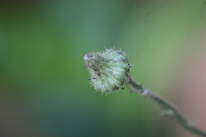 a blurry photo of a flower with a blurry background