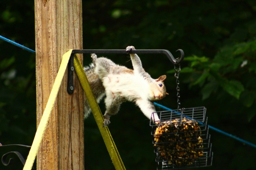 a squirrel is eating from a bird feeder