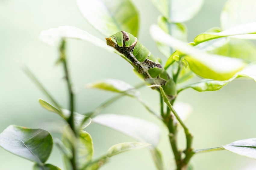 a close up of a green plant with leaves