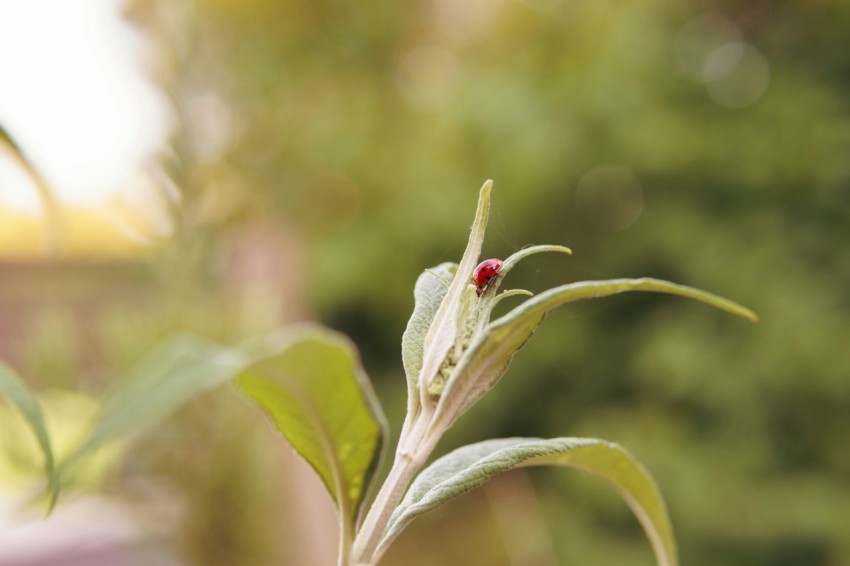 a close up of a plant with a bug on it