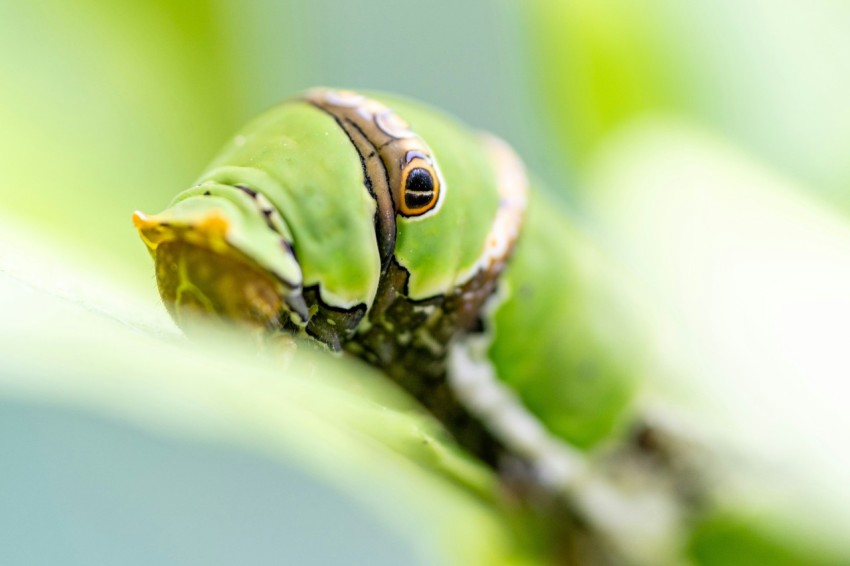 a close up of a green insect on a leaf