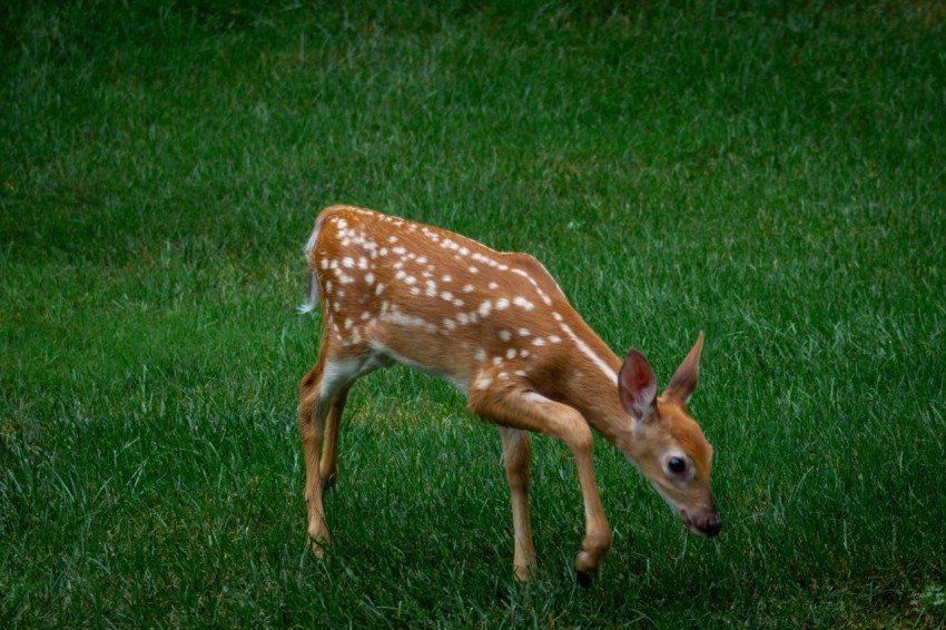 a baby deer standing on top of a lush green field