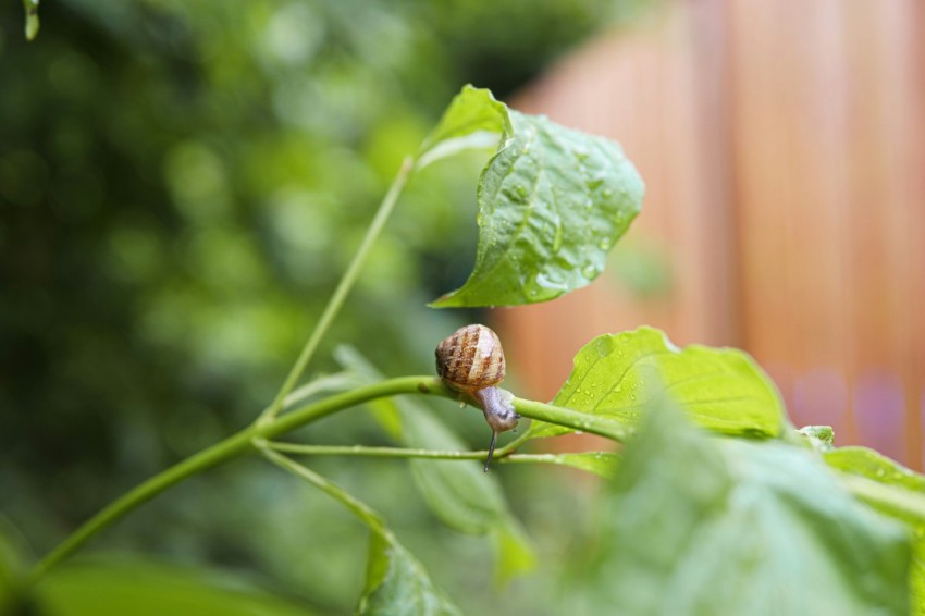 a snail crawling on a green leafy plant