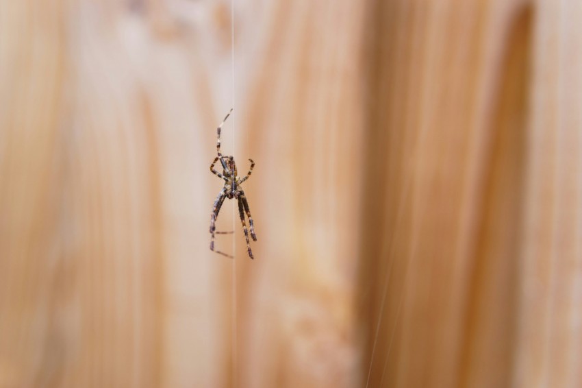 a spider crawling on a wooden surface