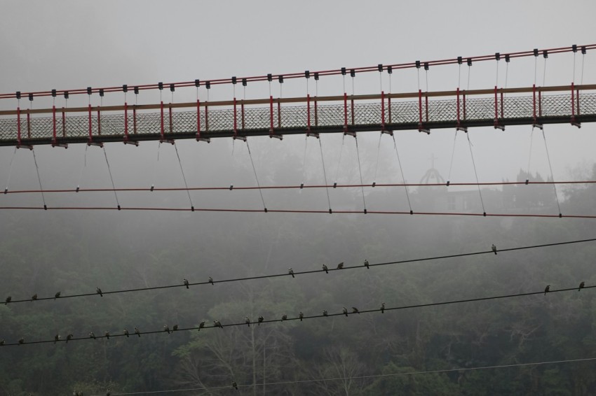 a suspension bridge with birds perched on it