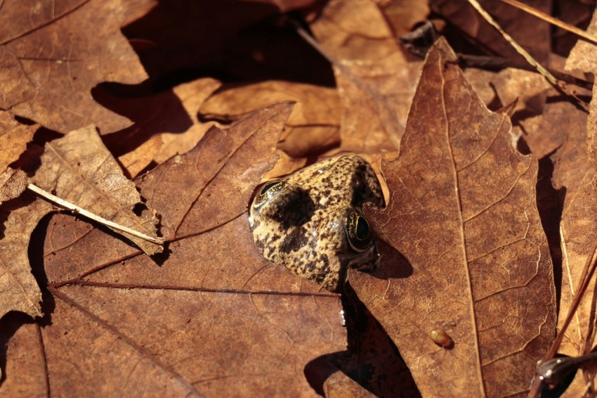 a close up of a leaf with a skull on it