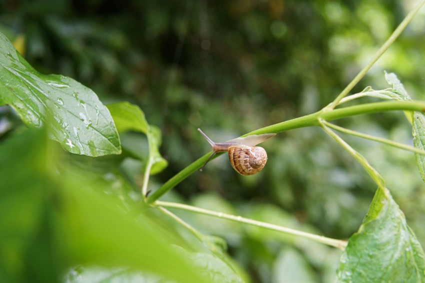 a close up of a snail on a leaf m2KXiP