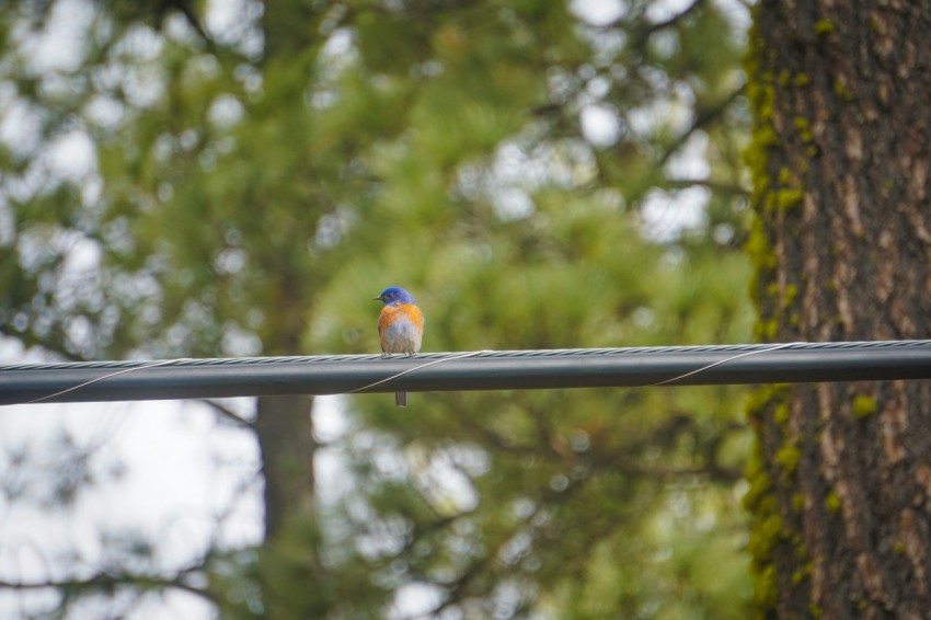 a small bird sitting on a wire next to a tree