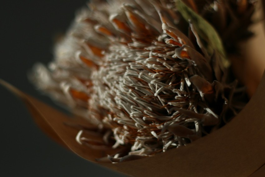 a close up of a flower on a table