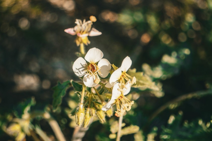 a close up of a plant with white flowers