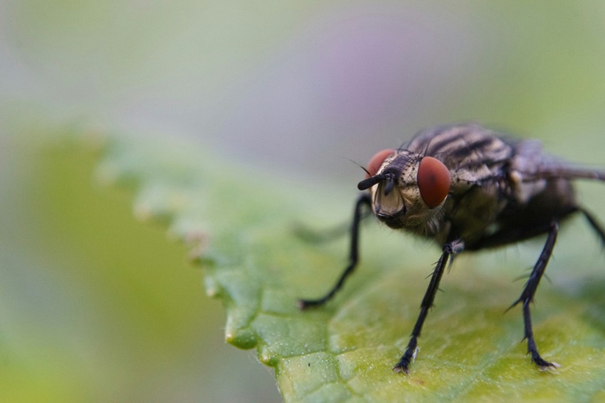 a close up of a fly on a leaf