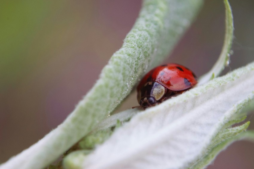 a lady bug sitting on top of a leaf V0VbC9ENu