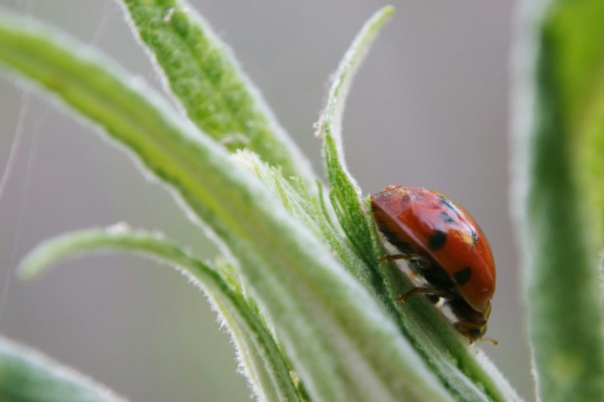 a lady bug sitting on top of a green leaf