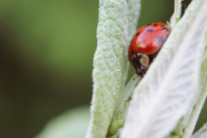 a lady bug sitting on top of a leaf