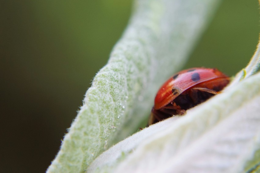 a close up of a lady bug on a leaf fyc6ghfIF