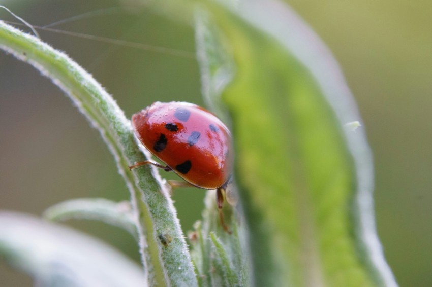 a lady bug sitting on top of a green leaf