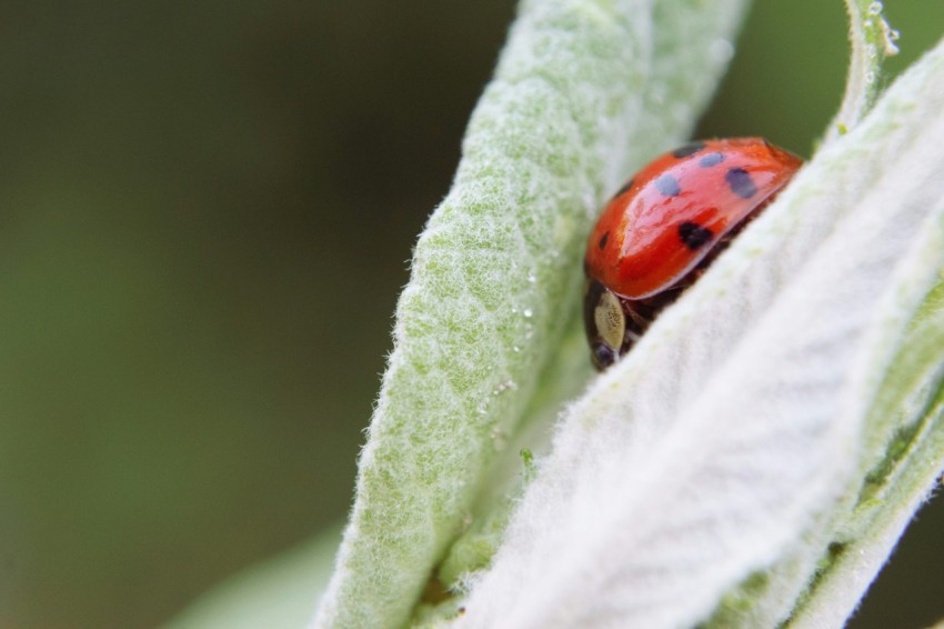 a lady bug sitting on top of a leaf I9UkPc