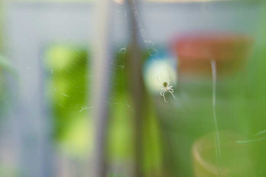 a blurry photo of a spider web in a window Sib0EP5LO