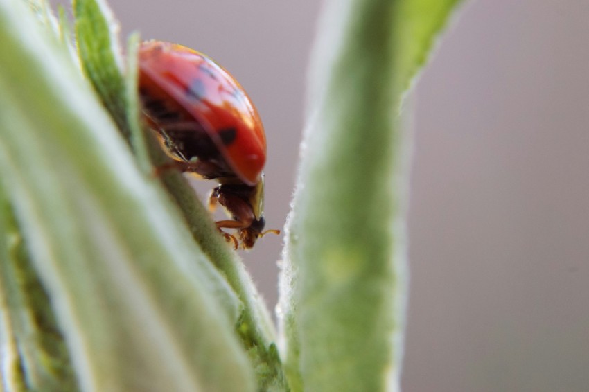 a ladybug crawling on a leaf of a plant