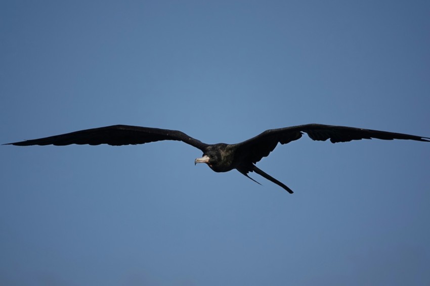 a large bird flying through a blue sky