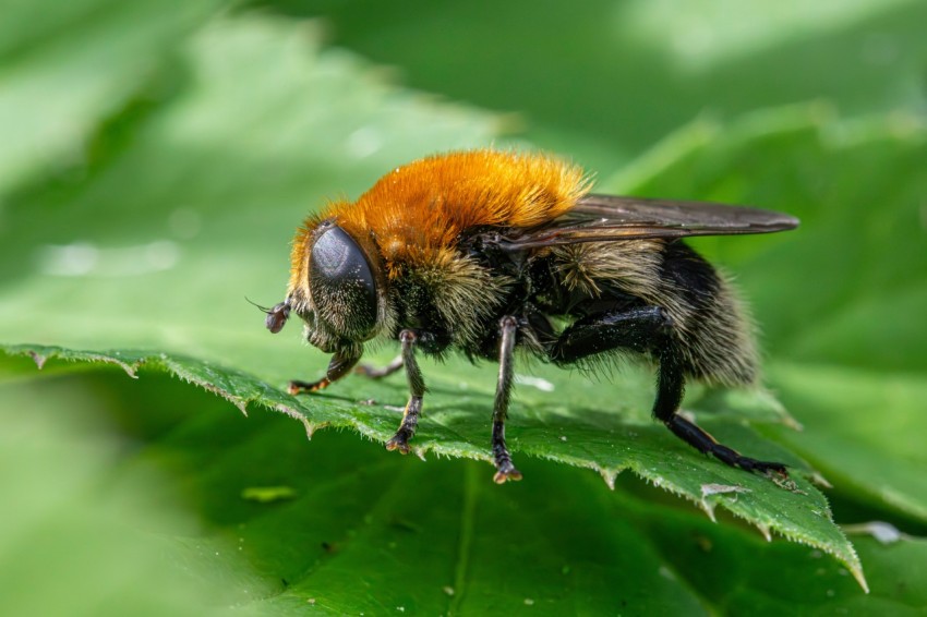 a close up of a bee on a leaf