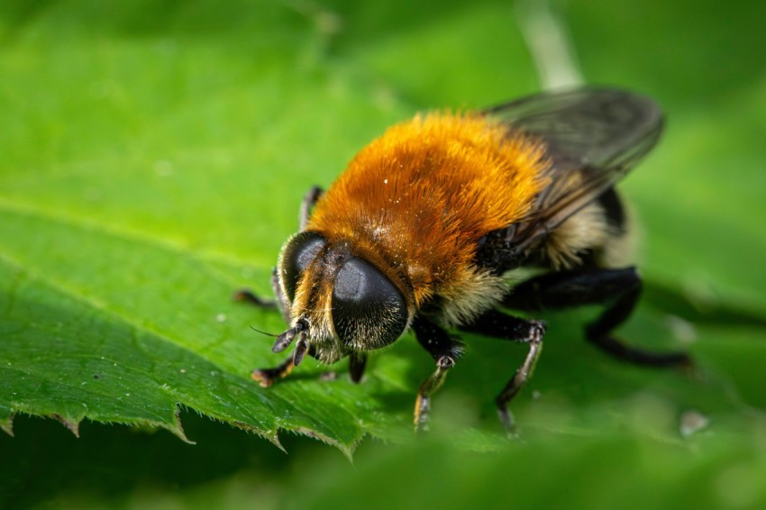 a close up of a bee on a green leaf