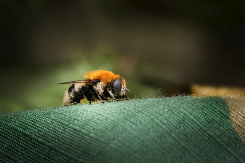 a close up of a bee on a green cloth