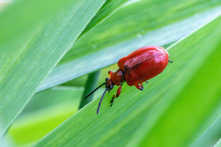 a red bug sitting on top of a green leaf