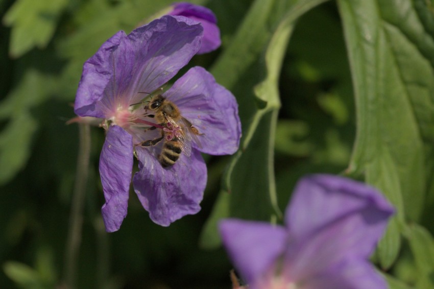 a purple flower with a bee on it