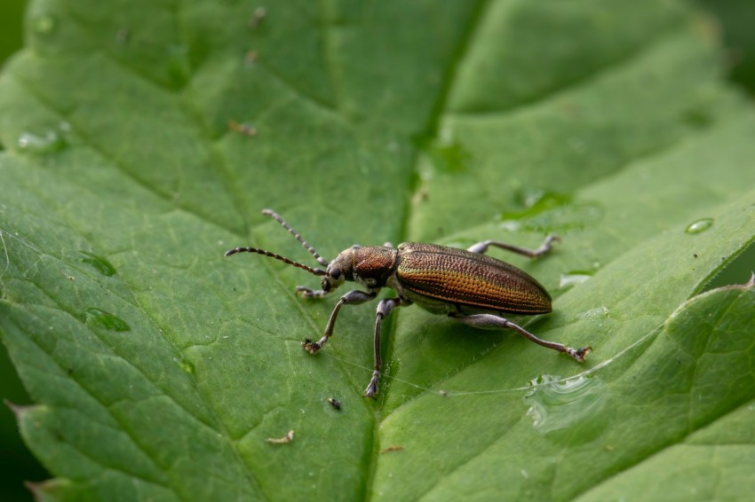 a bug is sitting on a green leaf