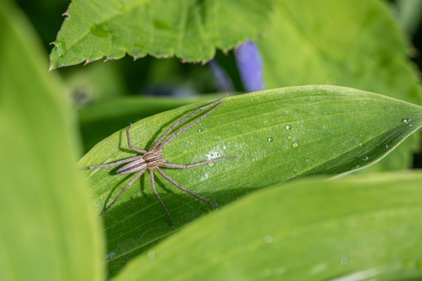 a spider sitting on a leaf in a garden