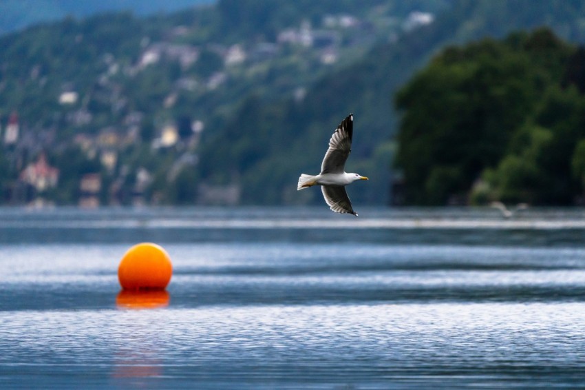 a bird flying over a body of water v