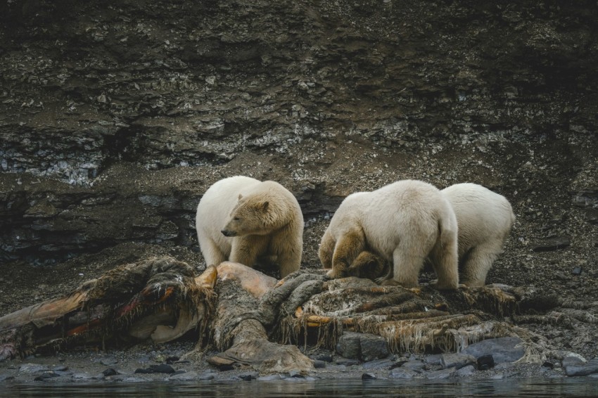 a group of polar bears standing on top of a rock