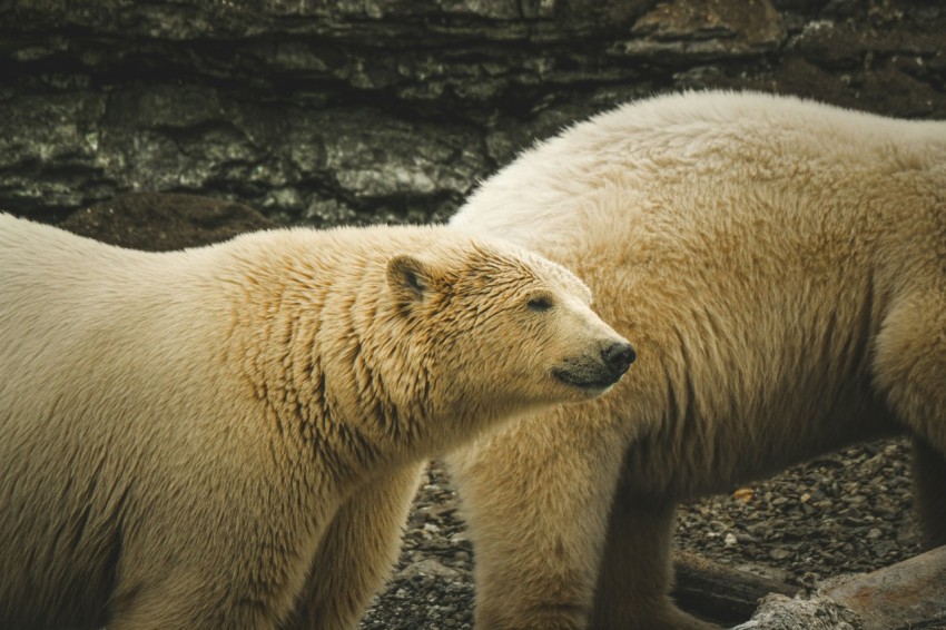 two white polar bears standing next to each other