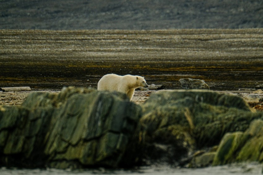 a polar bear standing on top of a rocky beach