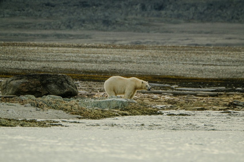 a polar bear walking across a snow covered field zU9twULR2