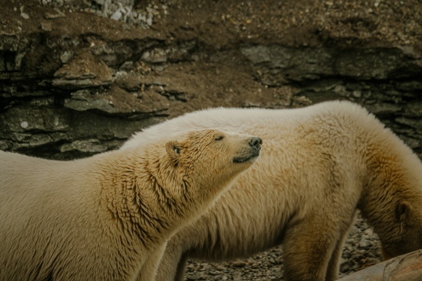 a couple of polar bears standing next to each other