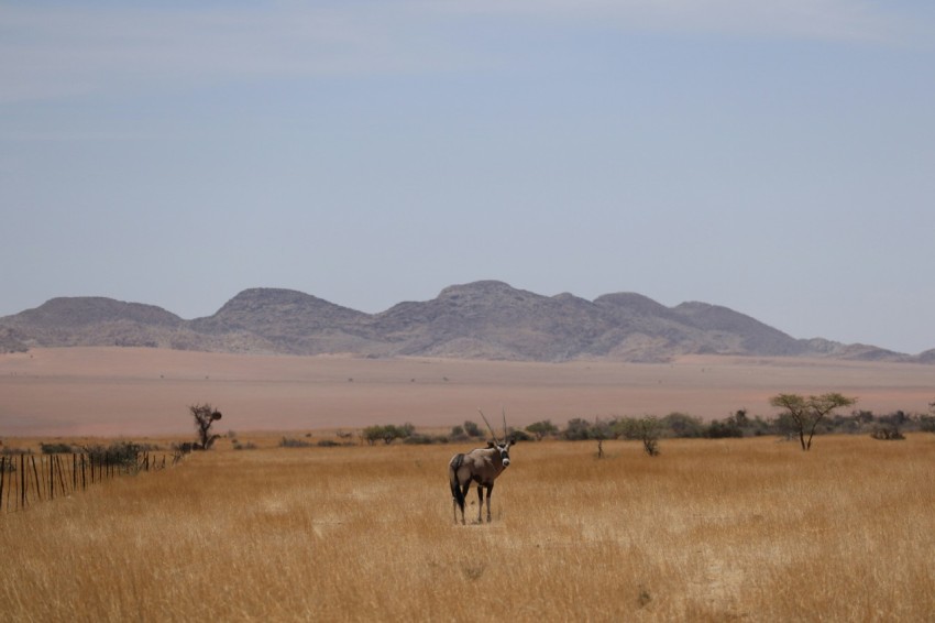 a couple of animals that are standing in the grass