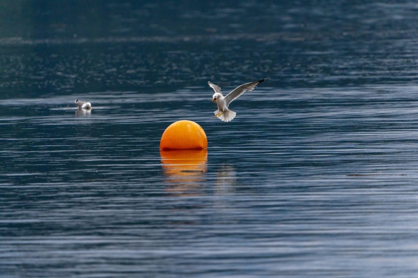 a bird flying over a body of water