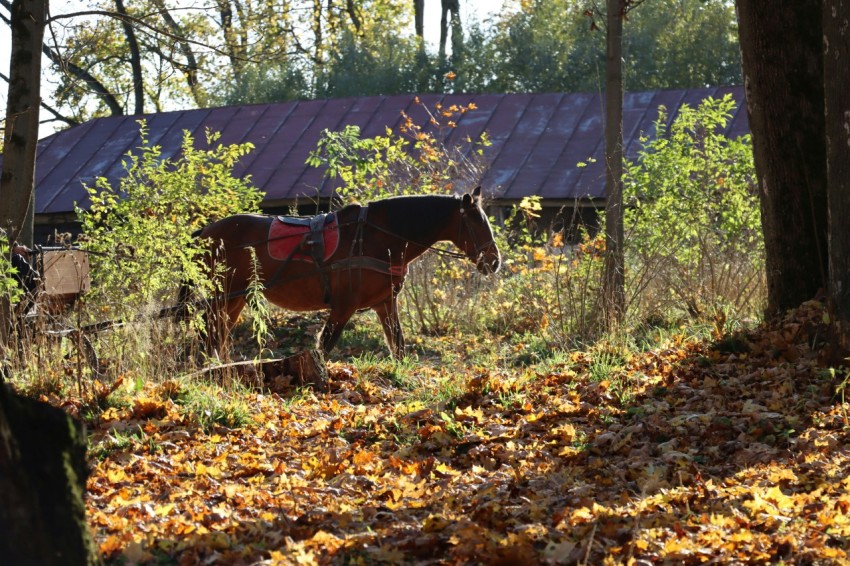 a couple of horses standing in the middle of a forest