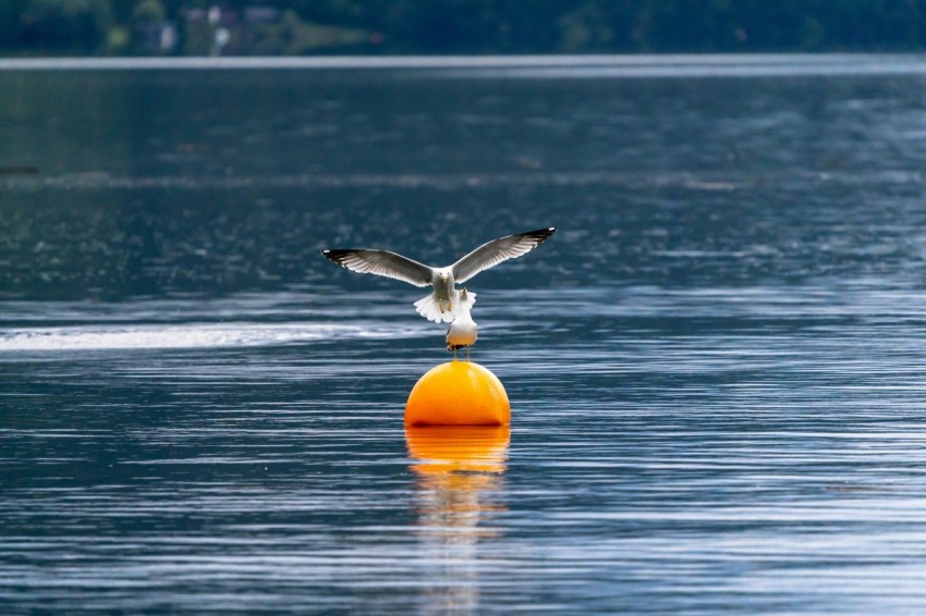 a bird flying over a body of water