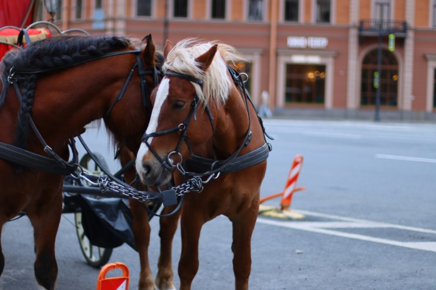 a couple of brown horses standing next to each other